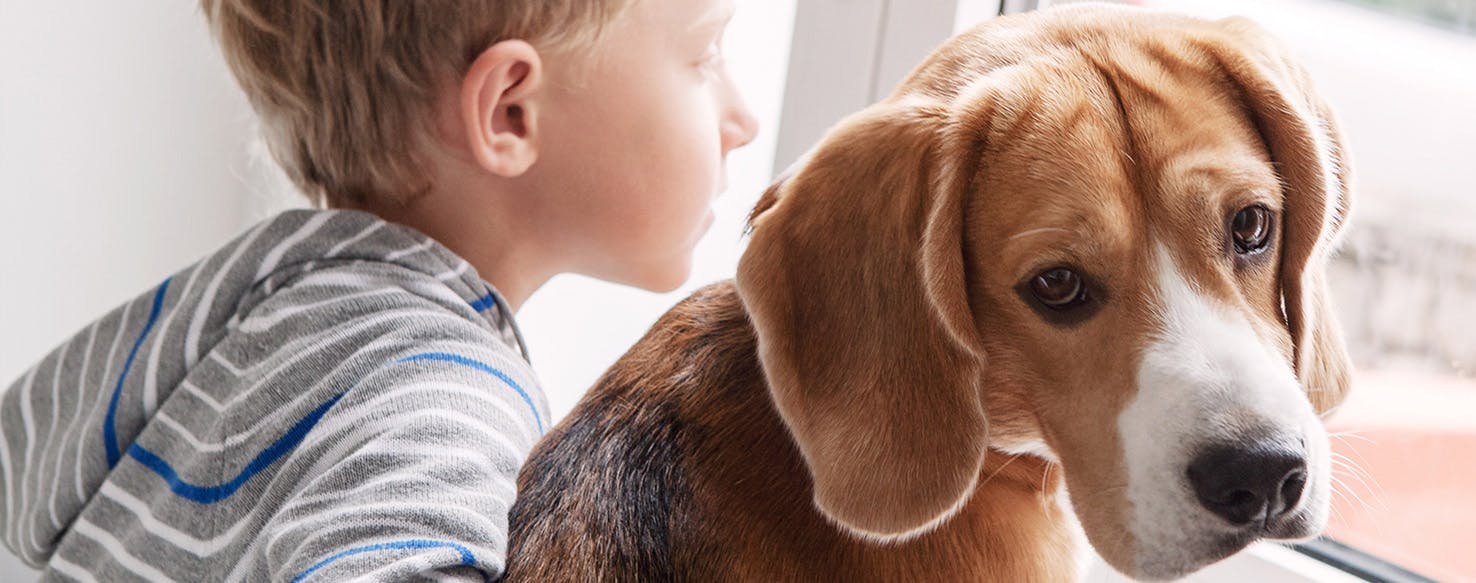 Can Rescue Dogs Feel Anguish?